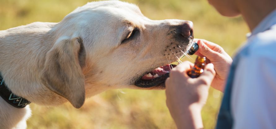 Hund bekommt Bachblüten verabreicht wie erlernt in der Bachblüten für Hunde Ausbildung.