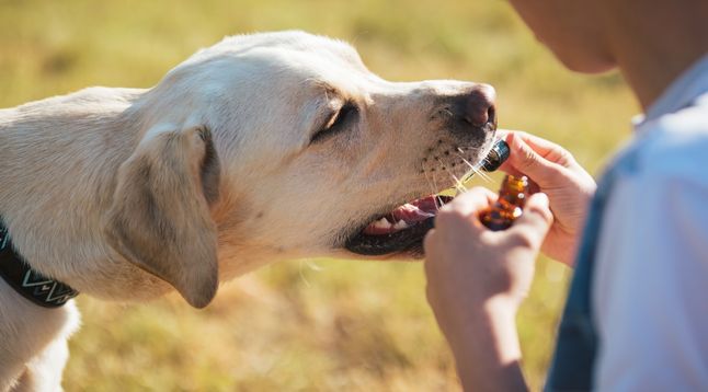 Bachblütenberatung für Hunde