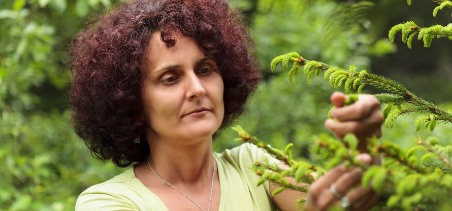 SITYA Schülerin während der Gemmo Ausbildung beim Knospen pflücken im Wald﻿.